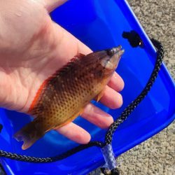 千本浜から沼津港で五目釣り