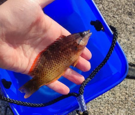 千本浜から沼津港で五目釣り