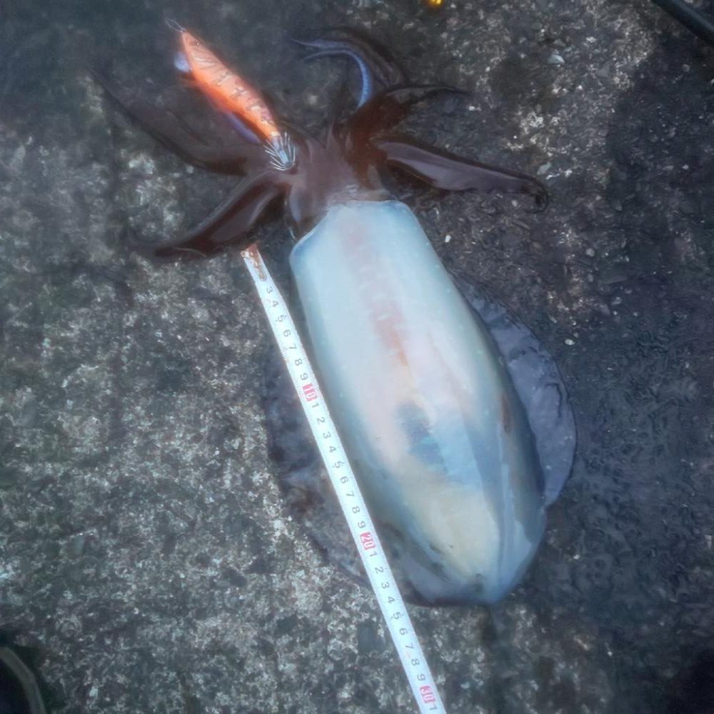 朝マヅメのワンチャン