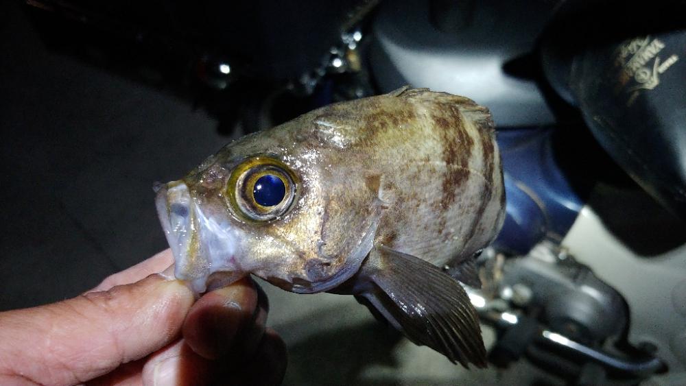 フェリーの待ち時間でサクッと