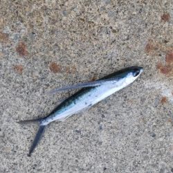 アジを探しに日本海遠征