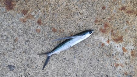 アジを探しに日本海遠征