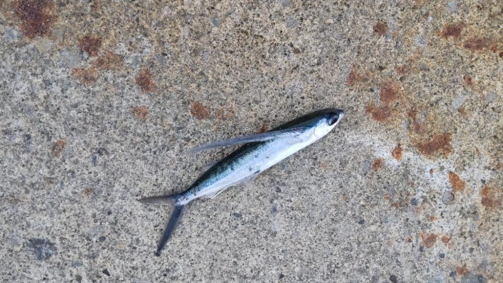 アジを探しに日本海遠征