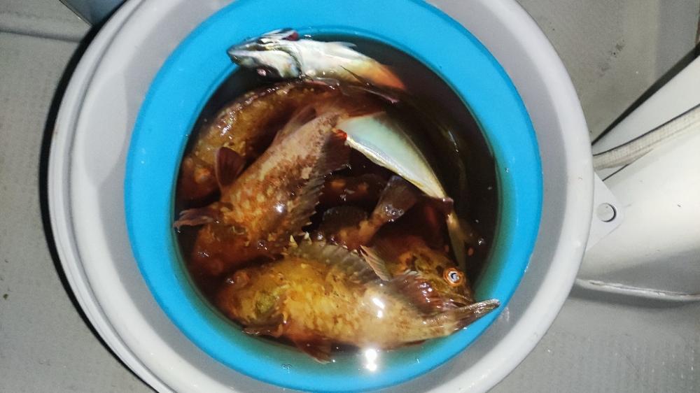 横浜沖でシーバス/カサゴ/アジ