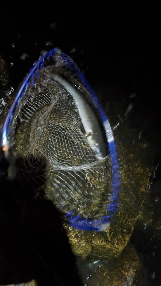 バチパターン　で　ゲドー