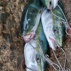 ショアプラッキング