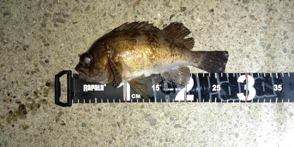 メバリング 大爆釣