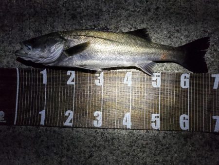 まだまだバチ抜け！？