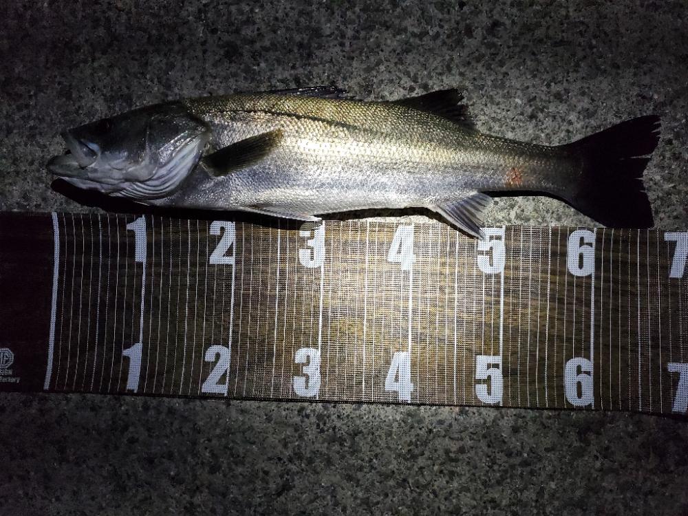 まだまだバチ抜け!?