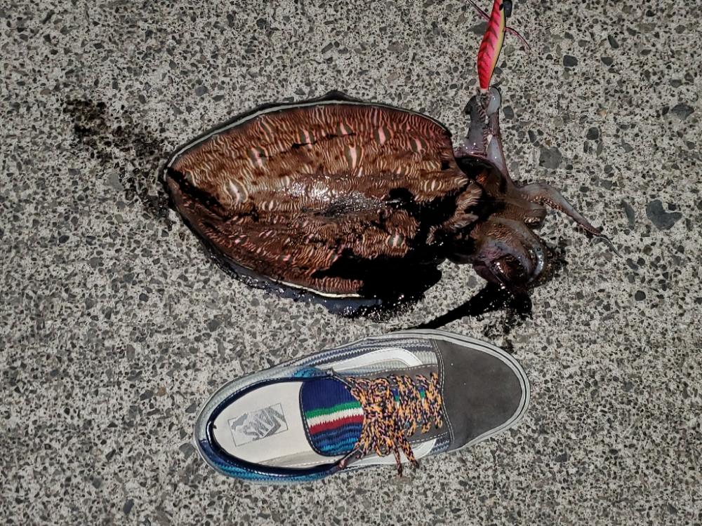 紋甲烏賊ゲット★