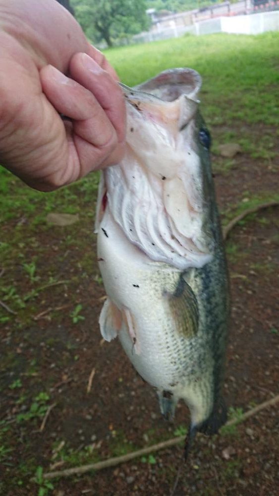 パワーフィネスでプリメス