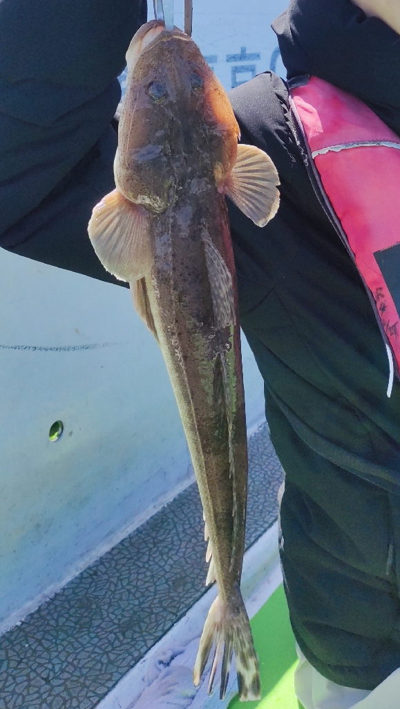 マゴチ＆シロギスリレー釣行