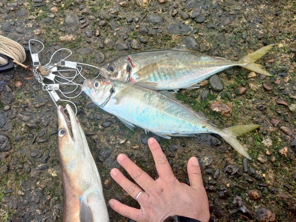 ハモってどうやって捌く？調理する？