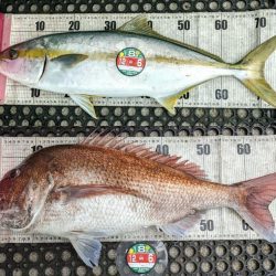 福井鷹巣沖 乗っ込みマダイ釣り！