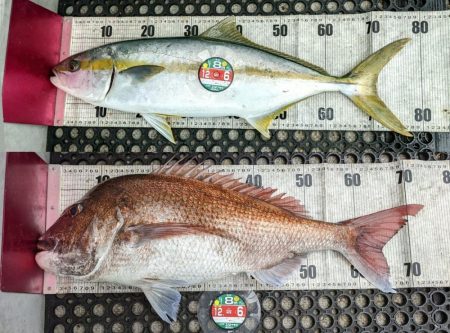 福井鷹巣沖 乗っ込みマダイ釣り！