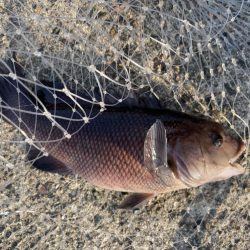 ガシラ釣り好調！