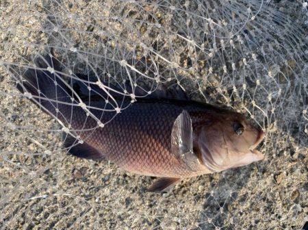 ガシラ釣り好調！