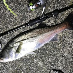 バチがダメなら、小魚を食ってるヤツを狙って!