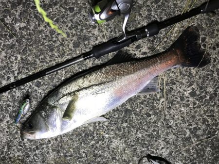 バチがダメなら、小魚を食ってるヤツを狙って…