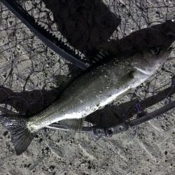 しびれることはなかった