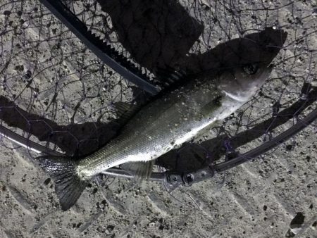 しびれることはなかった