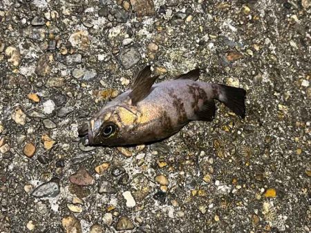 明石西部でメバリング｜ジグ単もフロートも極小しか釣れず