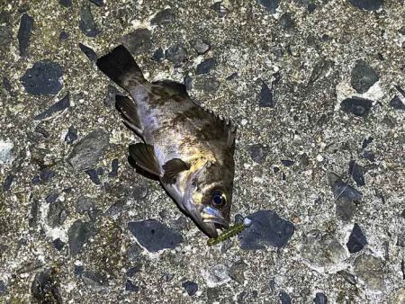 姫路で激渋メバリング