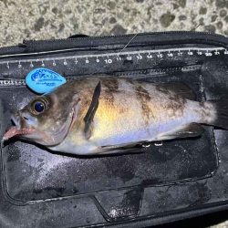 姫路でフロートメバリング！良型メバル！！