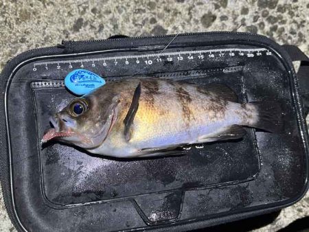 姫路でフロートメバリング！良型メバル！！