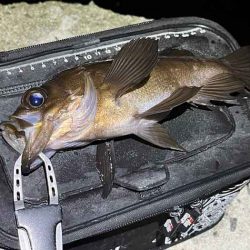 姫路メバリング｜ジグ単で入れ食いモードの爆釣！