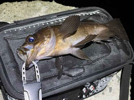 姫路メバリング｜ジグ単で入れ食いモードの爆釣！