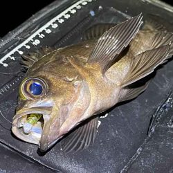 【姫路メバリング】干潮の表層でジグ単入れ食い！