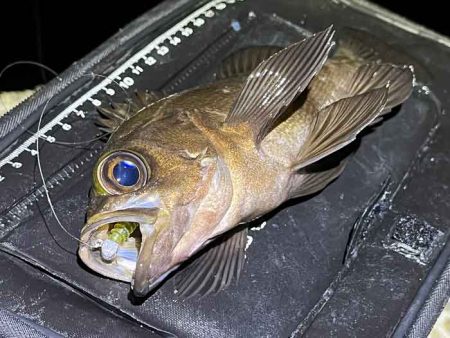 【姫路メバリング】干潮の表層でジグ単入れ食い！