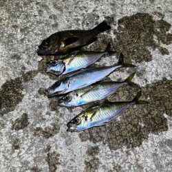 強風激寒激渋アジング