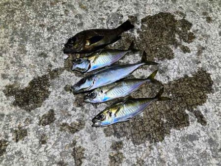 強風激寒激渋アジング