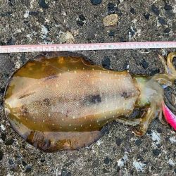 2022年初チャレンジで春アオリゲット!