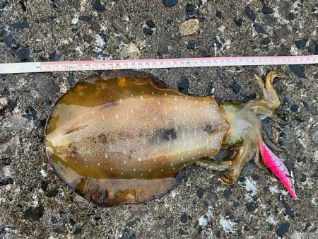 2022年初チャレンジで春アオリゲット!