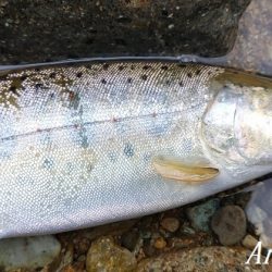 引原本流にて良型連発