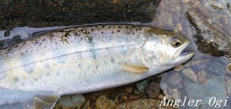 引原本流にて良型連発