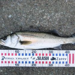 雨後のシーバス狙い