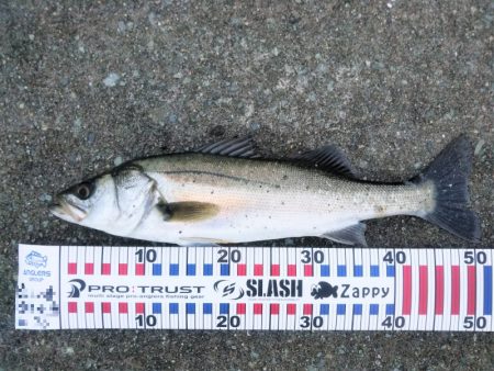 雨後のシーバス狙い