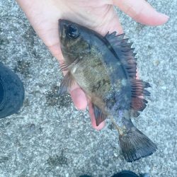 最近の中では渋め、