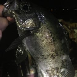 たかたかの釣り日記