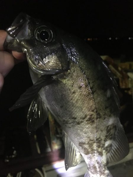 たかたかの釣り日記