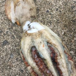 【タコフィネス】_シーズン初期戦略（検証中）