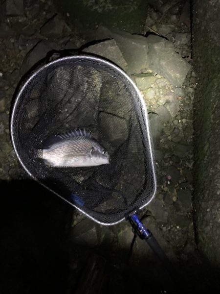 チヌハンターパート3