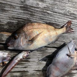 イカダの団子釣り