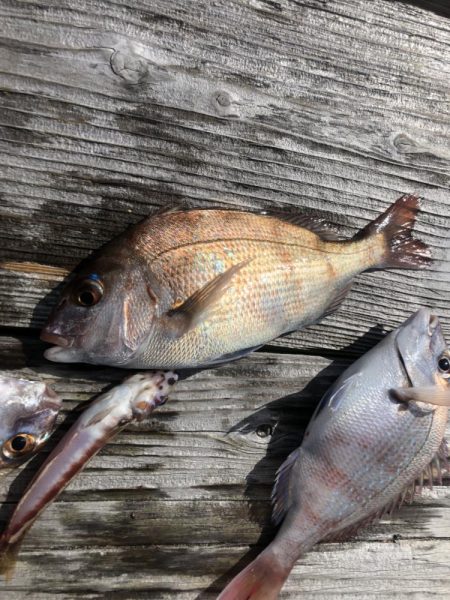 イカダの団子釣り