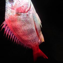 バチパターンでシーバス