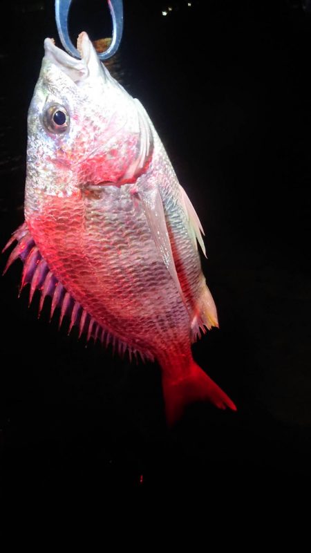 バチパターンでシーバス